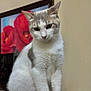 cat, white_cat, gray_cat, sitting, indoor, pet, animal, feline, curious, portrait, painting, red_flowers, framed_art, wall, texture, closeup, whiskers, paws, fur, home