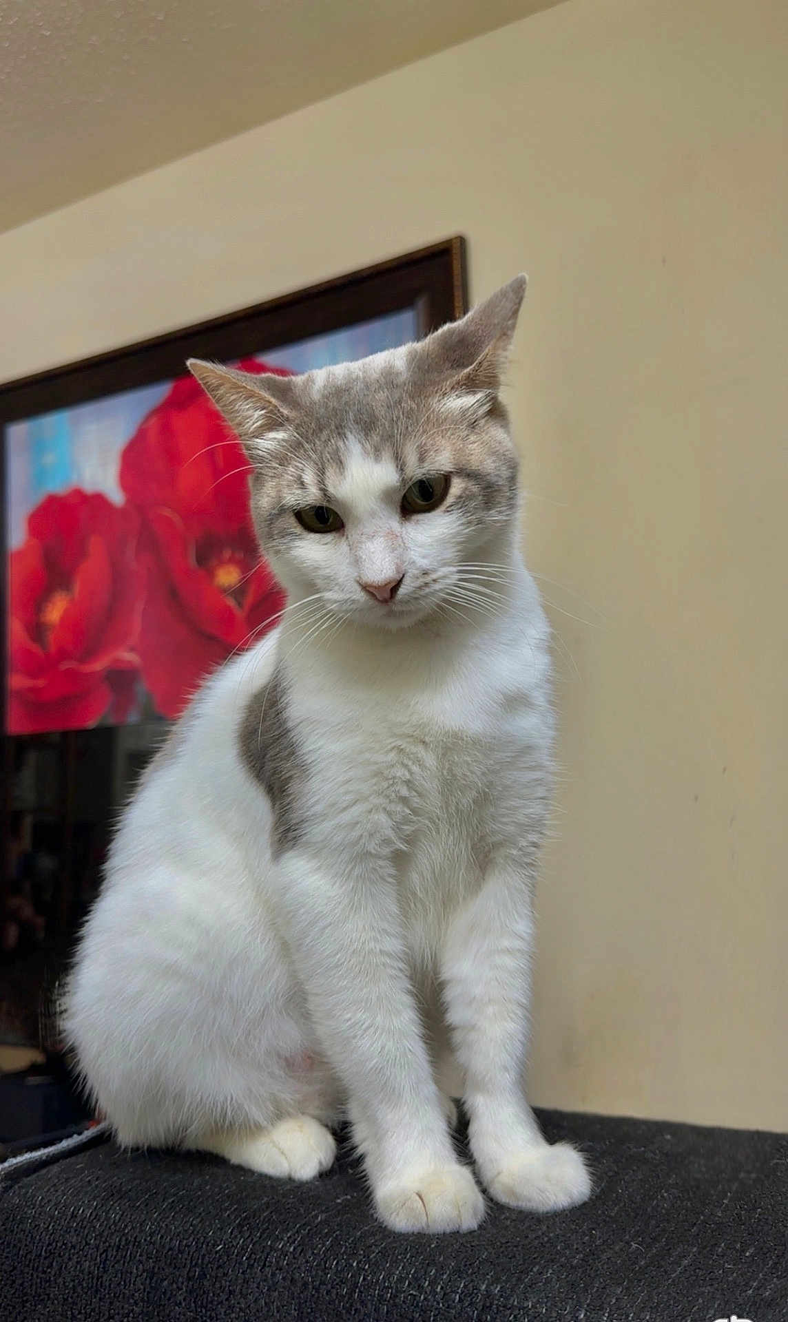 Snowy is registered to the contest to win money with this photo: cat, white_cat, gray_cat, sitting, indoor, pet, animal, feline, curious, portrait, painting, red_flowers, framed_art, wall, texture, closeup, whiskers, paws, fur, home