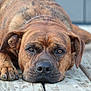 Gump is registered to the contest to win money with this photo: dog, brindle, canine, pet, lying_down, wooden_deck, close_up, outdoor, animal, paw, face, ears, nose, relaxed, brown, fur, portrait, expression, quiet, resting
