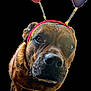 dog, brindle, pet, animal, headband, heart_shaped, antennae, cute, portrait, close_up, black_background, adorable, looking_at_camera, mammal, domestic_animal, canine, friendly, face, brown, whimsical