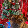 dog, christmas_tree, candy_cane, ornaments, red_tinsel, holiday, festive, brown_dog, pet, decorations, indoor, holiday_season, canine, christmas_decor, tree, celebration, festivity, cute, animal, background
