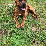 Gump joined the competition — help win amazing prizes! dog, brindle, grass, clover, outdoor, pet, canine, tongue_out, relaxed, backyard, nature, fence, greenery, animal, mammal, laying_down, happy, summer, daylight, collar