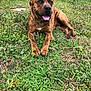 dog, brindle, grass, clover, outdoor, pet, canine, tongue_out, relaxed, backyard, nature, fence, greenery, animal, mammal, laying_down, happy, summer, daylight, collar