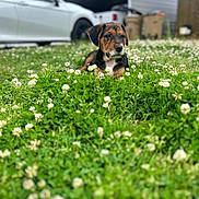 Tex is registered to the contest to win money with this photo: puppy, dog, grass, flowers, clover, outdoor, garden, pet, nature, animal, greenery, field, blurred_background, car, garage, young_dog, cute, relaxed, summer, daytime