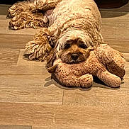 Beso is registered to the contest to win money with this photo: animal, brown, comfort, companion, cozy, cute, cute_pet, dog, domestic, fluffy, fur, indoor, laying_down, pet, plush_toy, relaxed, resting, sleepy, soft_toy, wooden_floor