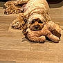 animal, brown, comfort, companion, cozy, cute, cute_pet, dog, domestic, fluffy, fur, indoor, laying_down, pet, plush_toy, relaxed, resting, sleepy, soft_toy, wooden_floor