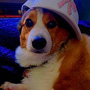 Buddy is registered to the contest to win money with this photo: dog, corgi, pet, hat, white_hat, pink_bow, fur, animal, cute, indoors, portrait, lying_down, face, ears, nose, paw, collar, cozy, closeup, looking