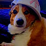 dog, corgi, pet, hat, white_hat, pink_bow, fur, animal, cute, indoors, portrait, lying_down, face, ears, nose, paw, collar, cozy, closeup, looking