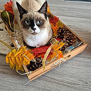 Moka participe au concours pour gagner de l'argent avec cette photo : cat, siamese_cat, wooden_tray, autumn_leaves, pine_cones, decorative_gourd, table, indoor, pet, animal, fall_decor, closeup, feline, cozy, still_life, domestic_animal, resting, calm, blue_eyes, cute