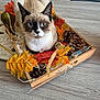 cat, siamese_cat, wooden_tray, autumn_leaves, pine_cones, decorative_gourd, table, indoor, pet, animal, fall_decor, closeup, feline, cozy, still_life, domestic_animal, resting, calm, blue_eyes, cute