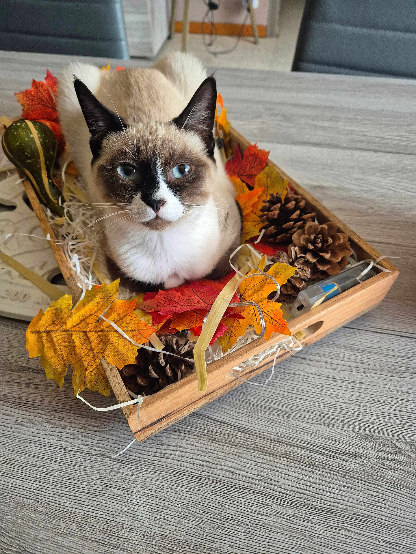 Moka participe au concours pour gagner de l'argent avec cette photo : cat, siamese_cat, wooden_tray, autumn_leaves, pine_cones, decorative_gourd, table, indoor, pet, animal, fall_decor, closeup, feline, cozy, still_life, domestic_animal, resting, calm, blue_eyes, cute