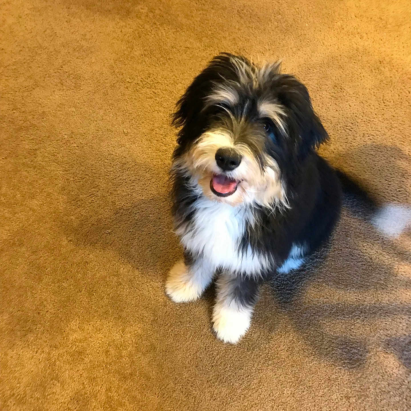 Kinz is registered to the contest to win money with this photo: dog, puppy, black_and_white, fluffy, long_hair, sitting, happy, smiling, open_mouth, pet, companion_animal, carpet, indoor, home, floor, sunlight, shadow, portrait, adorable, animal