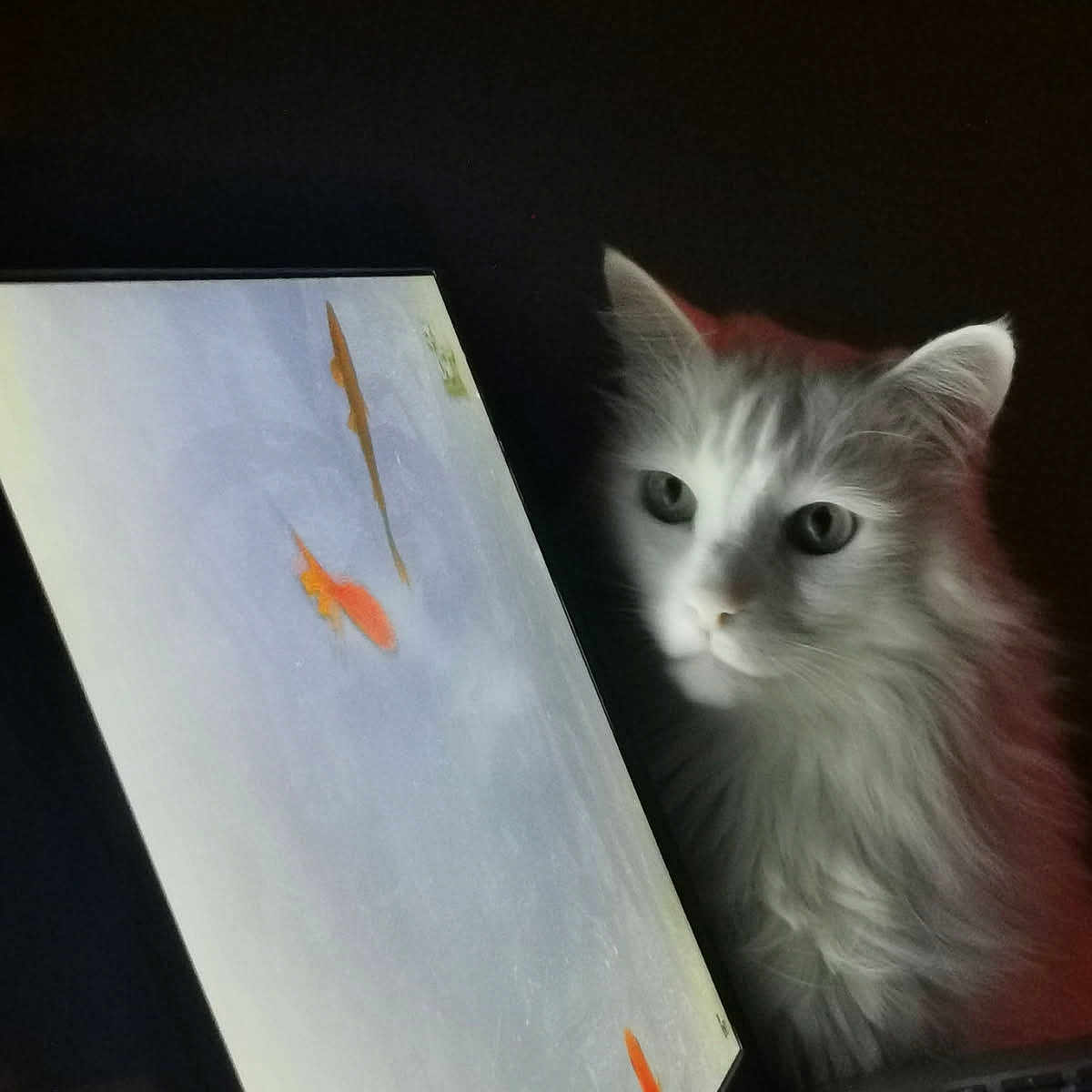 Michel a rejoint le concours — aidez-le/la à gagner de superbes lots ! animal, cat, computer, computerhardware, computerkeyboard, electronics, face, fish, furniture, hardware, head, laptop, monitor, pc, person, pet, photography, portrait, screen, sealife