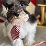 dog, puppy, miniature_schnauzer, tie, red_and_white, candy_cane, bed, holiday, festive, cute, fluffy, pet, animal, indoor, portrait, decor, christmas, white, black, focus