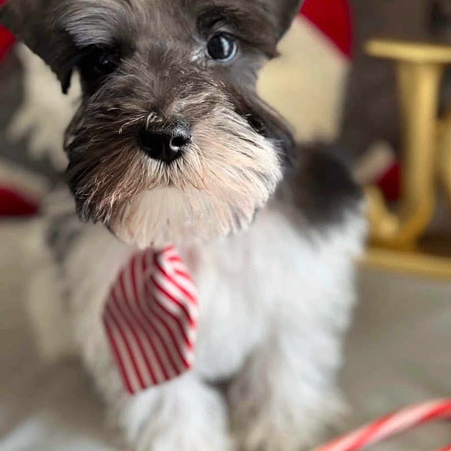 Oreo