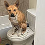 Rebel is registered to the contest to win money with this photo: accessories, animal, baby, basin, bathroom, canine, dog, hardwood, hound, indoors, interiordesign, jewelry, person, pet, puppy, ring, room, stainedwood, toilet, wood