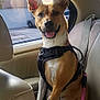dog, car_interior, harness, leash, window, suburban, smiling, pet, sitting, seatbelt, backseat, canine, sunlight, ears, tongue, animal, domestic, happy, vehicle, resting