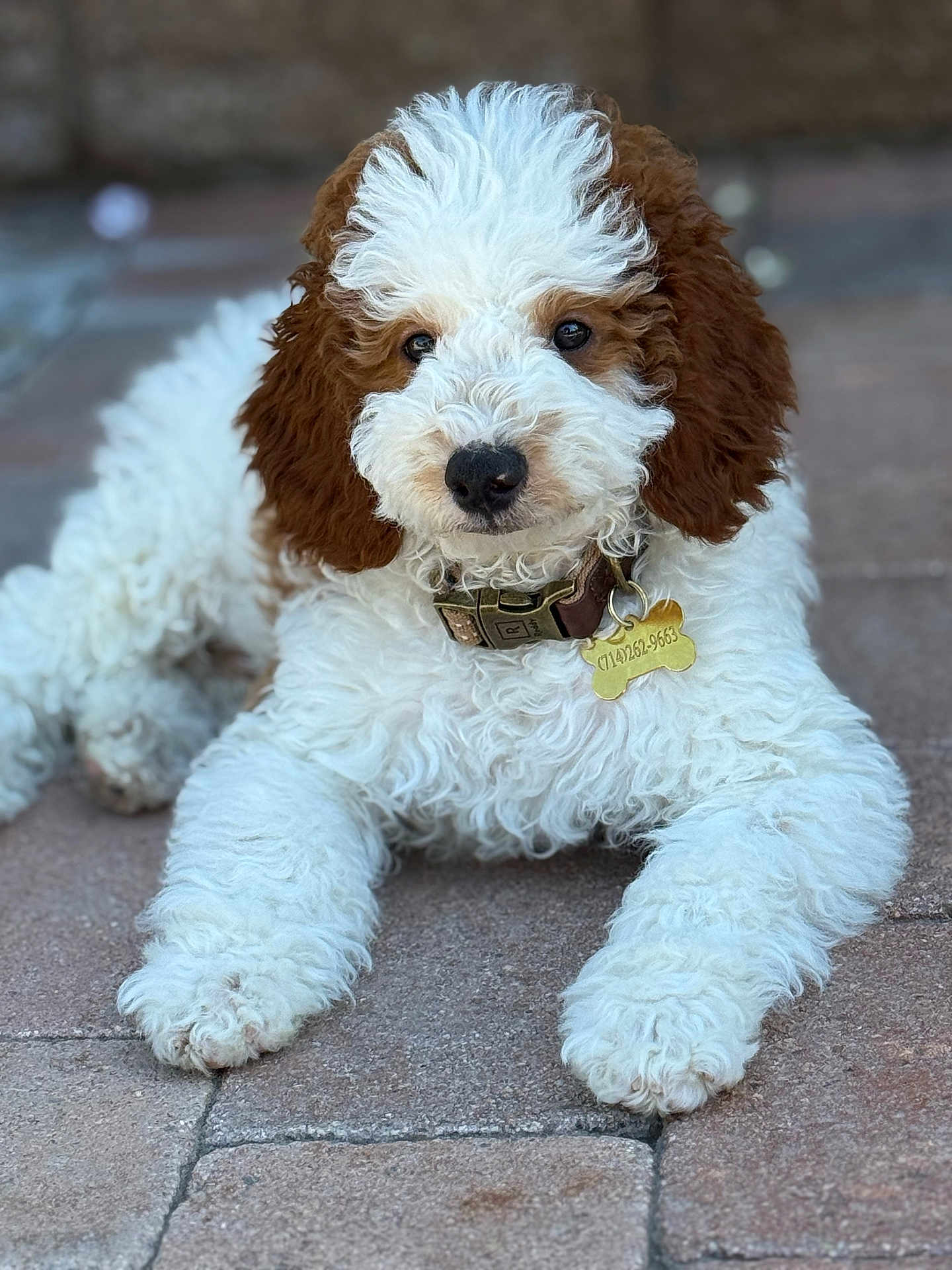 Bucky is registered to the contest to win money with this photo: puppy, dog, curly_fur, white_fur, brown_fur, collar, dog_tag, outdoor, pavement, resting, cute, pet, animal, young_dog, close_up, portrait, four_legs, nose, ears, fur_texture