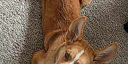 Odessa is registered to the contest to win money with this photo: dog, carpet, pet, animal, lying_down, ears, curious, brown, white, tail, paws, indoor, fur, cute, looking_up, playful, home, canine, mammal, relaxed