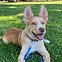 Odessa joined the competition — help win amazing prizes! dog, canine, grass, outdoor, park, sunlight, collar, leash, pet, animal, happy, tongue_out, ears, nature, summer, greenery, playful, mammal, friendly, resting