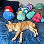 Odessa joined the competition — help win amazing prizes! dog, sleeping, bed, blanket, plush_toys, stuffed_animals, blue, brown_dog, cozy, indoor, nap, resting, soft, cute, home, pillow, relaxed, animal, furry, pet