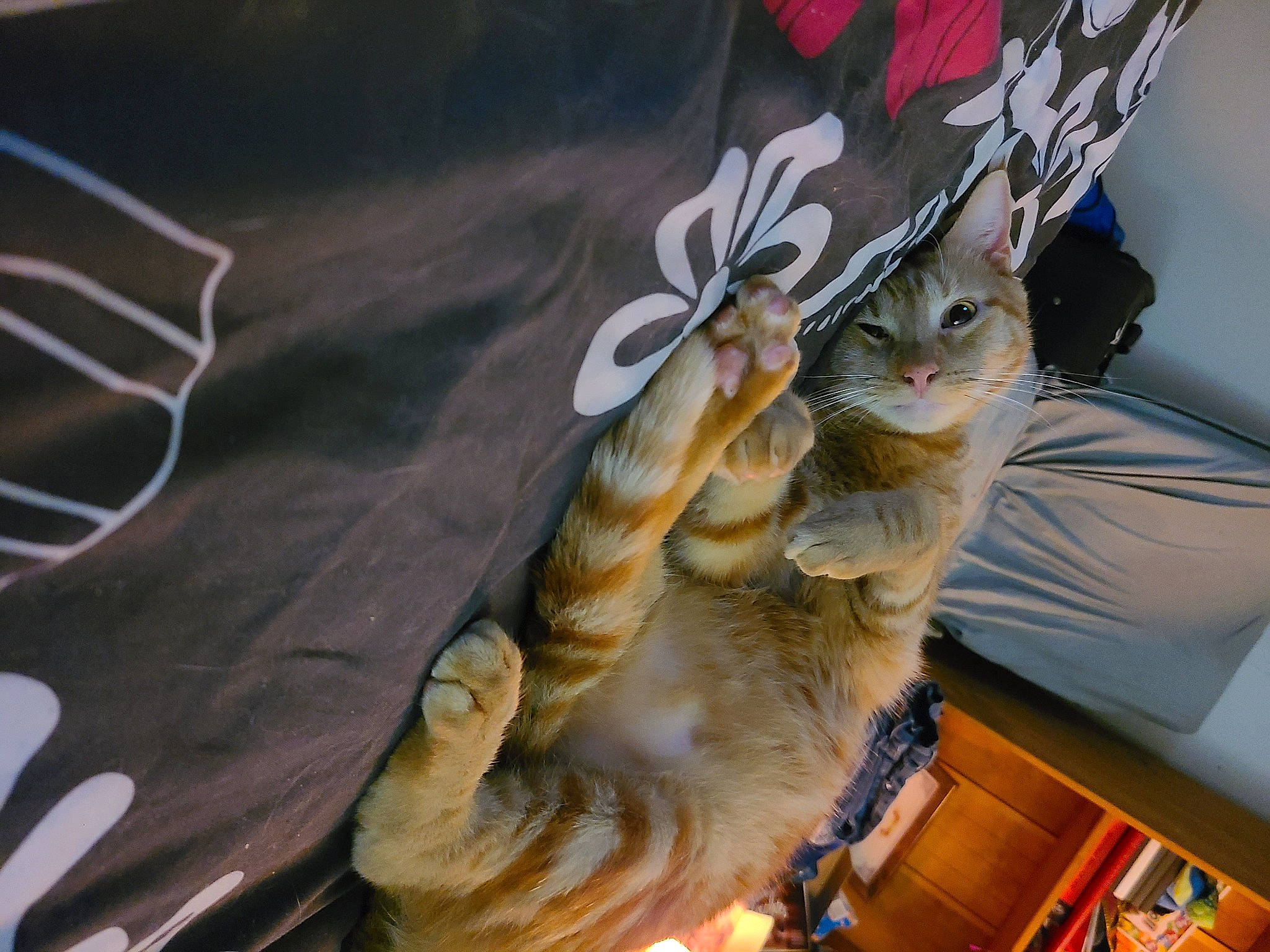 Cheshire is registered to the contest to win money with this photo: art, carnivore, cat, claw, domestic_short_haired_cat, fawn, felidae, fur, hat, linens, metal, paw, sculpture, small_to_medium_sized_cats, tail, whiskers, wood