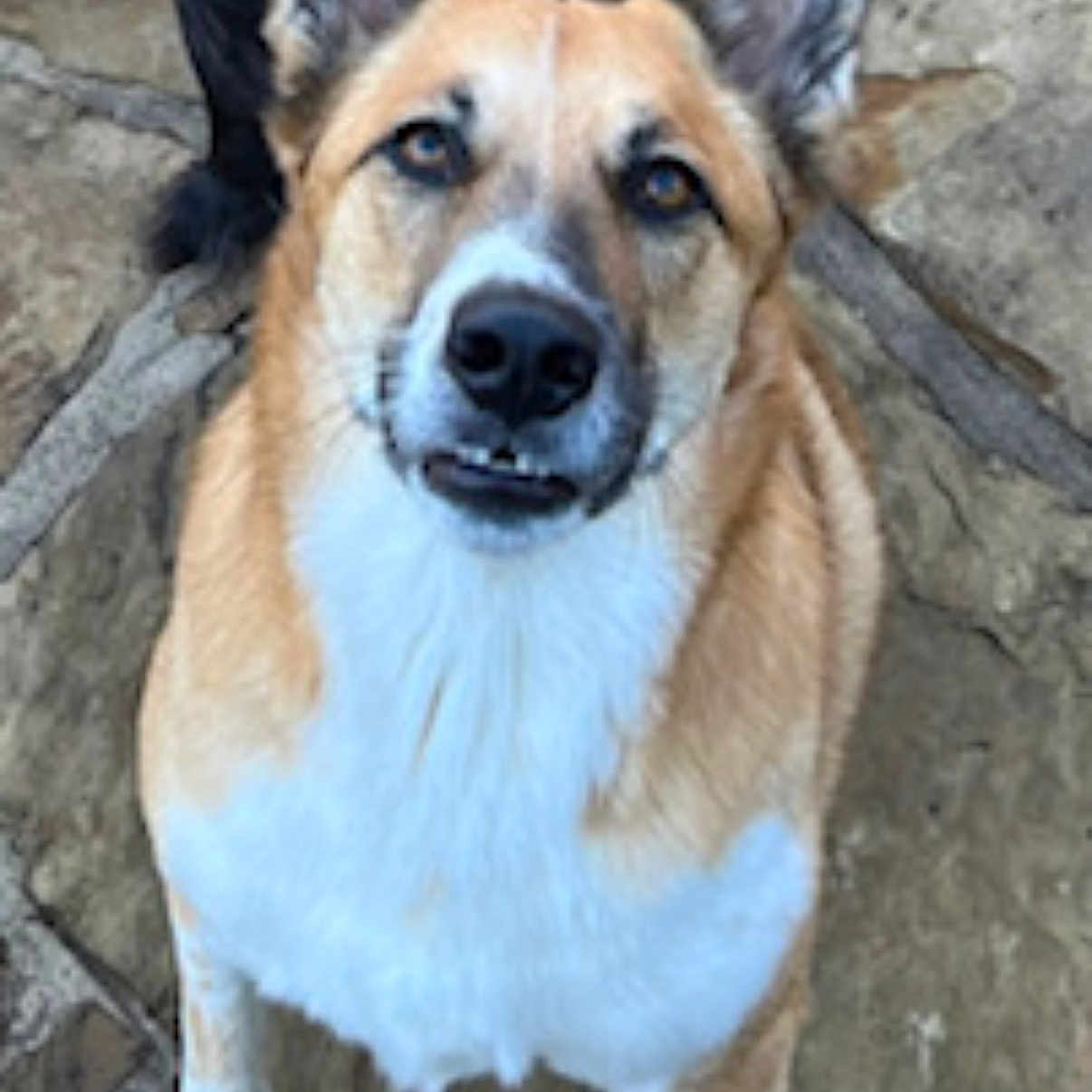 Joy joined the competition — help win amazing prizes! accessories, animal, canine, cat, coyote, dog, flagstone, germanshepherd, hound, husky, labradorretriever, leash, path, pet, rock, slate, snout, soil, strap, walkway