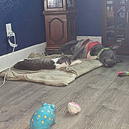 Dasiey May is registered to the contest to win money with this photo: dog, cat, sleeping, blanket, floor, toy, collar, harness, wooden_floor, indoor, furniture, cabinet, blue_wall, resting, pet, cozy, peaceful, animal, companion, relaxing