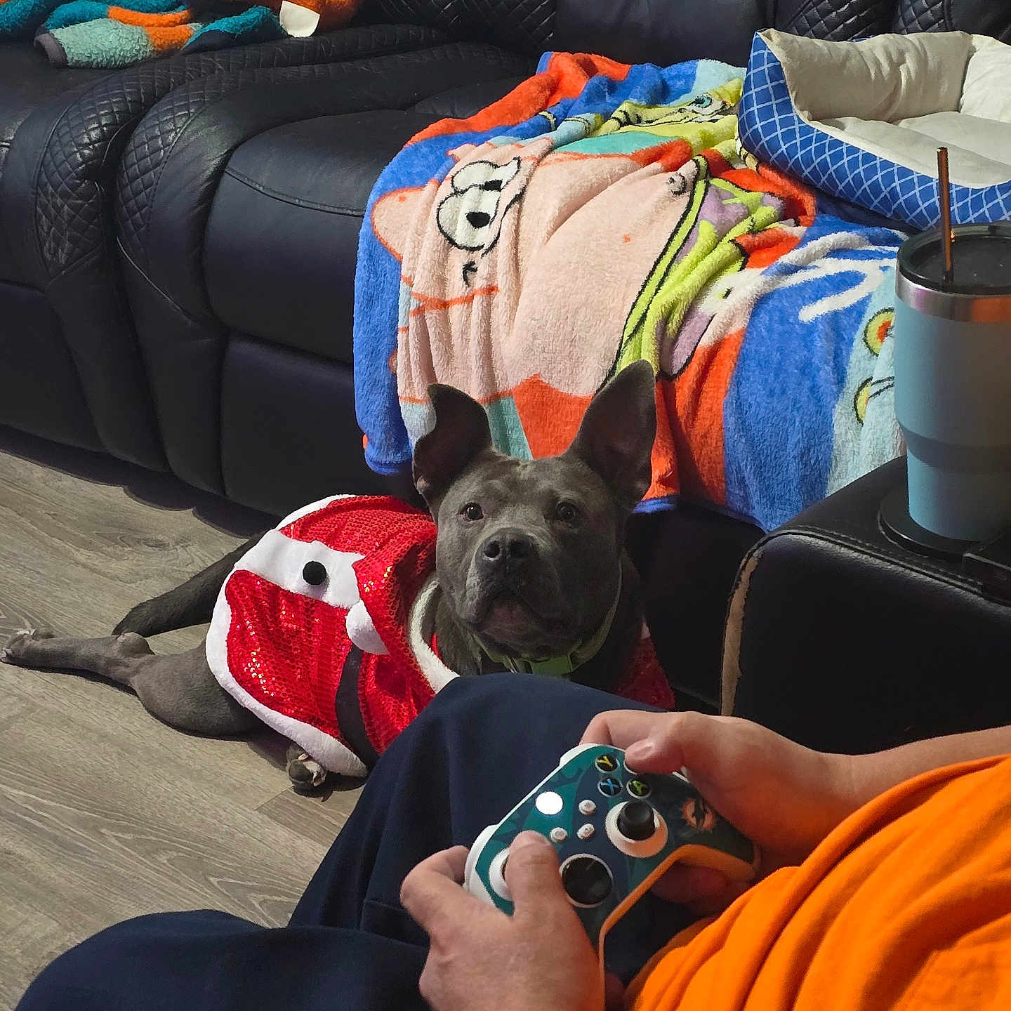 Dasiey May is registered to the contest to win money with this photo: attention, black_leather_couch, blanket, casual, controller, couch, dog, floor, gaming, hands, home, indoors, orange_shirt, person, pet, pet_bed, red_outfit, relaxed, seated, wood_floor