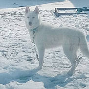 Bailey is registered to the contest to win money with this photo: dog, white_dog, snow, outdoor, chain, collar, animal, pet, canine, winter, frozen, standing, fur, nature, cold, daylight, leash, alert, background, quiet