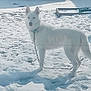 dog, white_dog, snow, outdoor, chain, collar, animal, pet, canine, winter, frozen, standing, fur, nature, cold, daylight, leash, alert, background, quiet