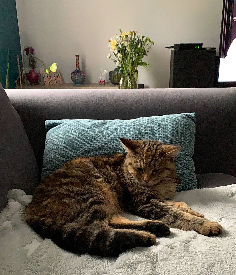 Princesse Ruby a rejoint le concours — aidez-le/la à gagner de superbes lots ! carnivore, cat, comfort, couch, fawn, felidae, floor, flooring, flower, furniture, grey, interior_design, living_room, morning, plant, small_to_medium_sized_cats, textile, wall, whiskers, wood