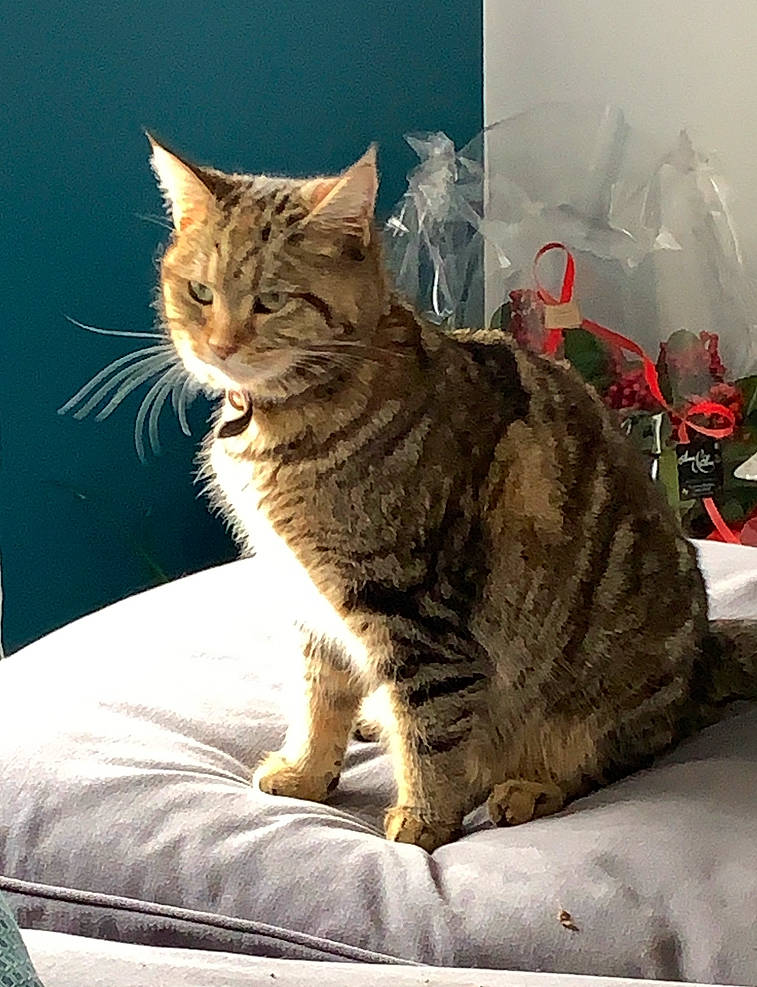 Princesse Ruby a rejoint le concours — aidez-le/la à gagner de superbes lots ! carnivore, cat, claw, comfort, domestic_short_haired_cat, eye, fawn, felidae, fur, paw, plant, sitting, small_to_medium_sized_cats, snout, tail, terrestrial_animal, whiskers, window