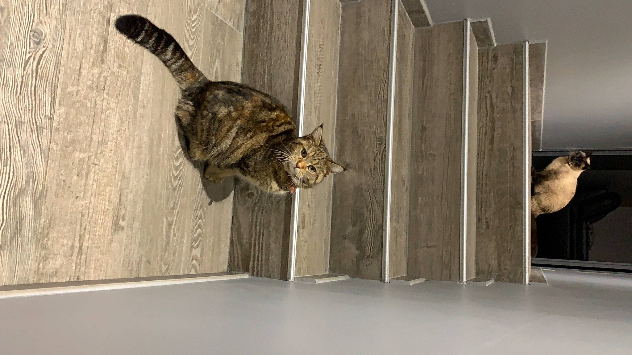 Princesse Ruby a rejoint le concours — aidez-le/la à gagner de superbes lots ! carnivore, cat, domestic_short_haired_cat, fawn, felidae, floor, flooring, fur, grey, hardwood, room, shadow, small_to_medium_sized_cats, snout, tail, terrestrial_animal, whiskers, wildlife, window, wood