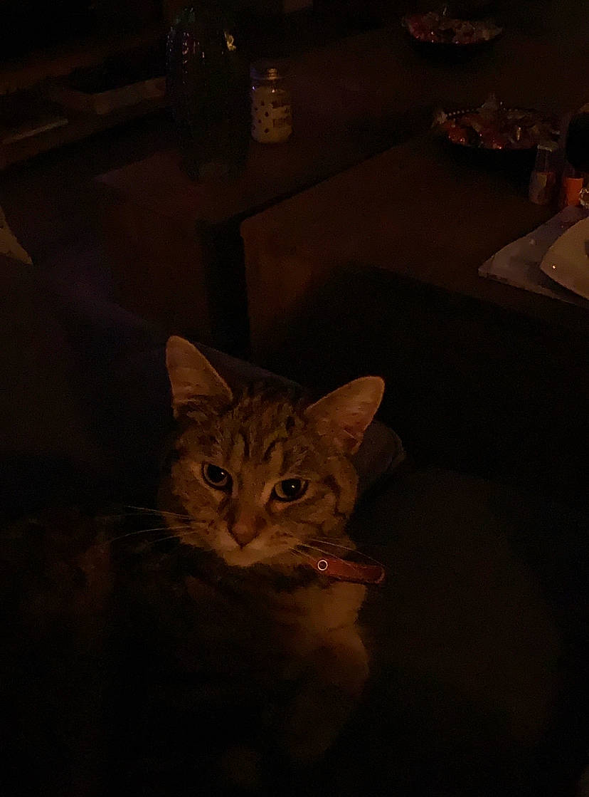 Princesse Ruby participe au concours pour gagner de l'argent avec cette photo : brown, cat, darkness, domestic_short_haired_cat, fawn, felidae, floor, flooring, fur, hardwood, night, room, small_to_medium_sized_cats, space, tableware, tail, terrestrial_animal, visual_arts, whiskers, wood