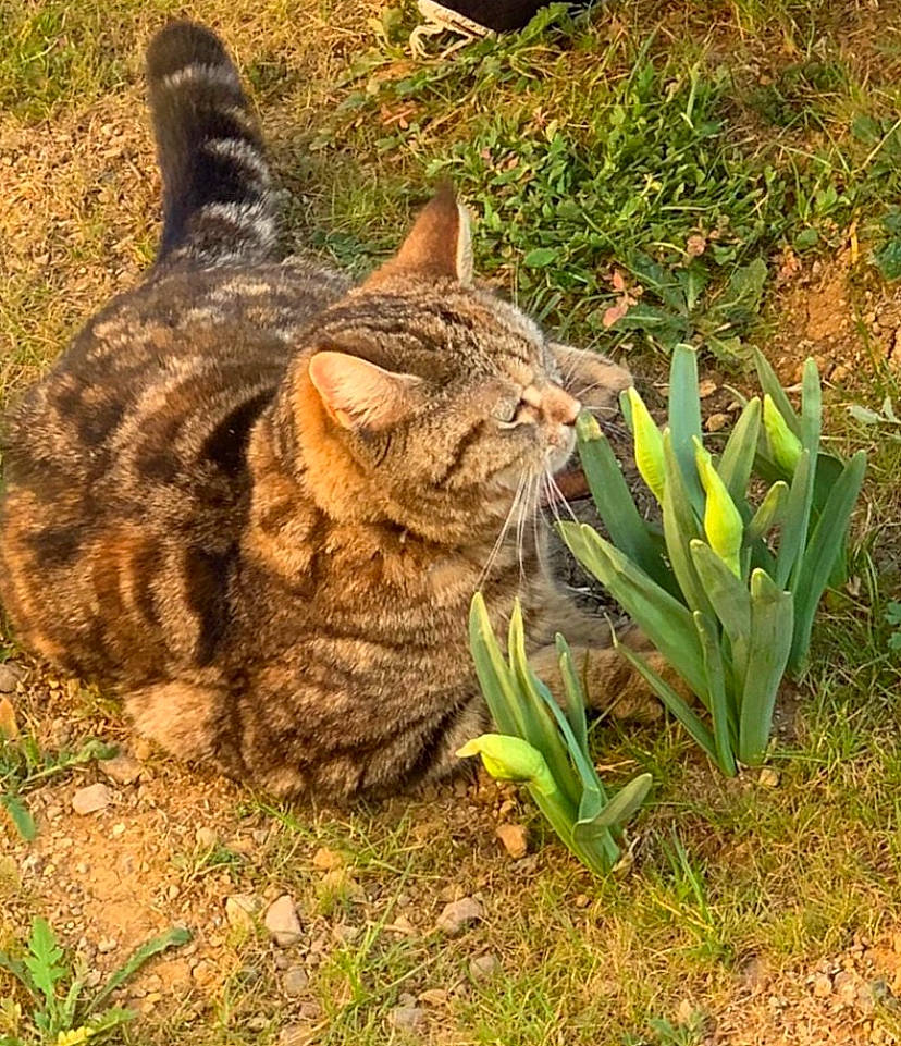 Princesse Ruby participe au concours pour gagner de l'argent avec cette photo : botany, carnivore, cat, eye, fawn, felidae, grass, grass_family, groundcover, leaf, organism, plant, small_to_medium_sized_cats, snout, soil, terrestrial_animal, terrestrial_plant, tree, vertebrate, whiskers