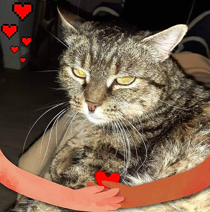 Chloé a rejoint le concours — aidez-le/la à gagner de superbes lots ! box, carnivore, cat, cat_supply, claw, domestic_short_haired_cat, felidae, fur, paw, pet_supply, photo_caption, small_to_medium_sized_cats, snout, terrestrial_animal, whiskers