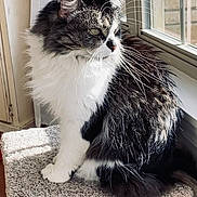 Smudgy is registered to the contest to win money with this photo: black_and_white, carpeted_perch, cat, curiosity, domestic_animal, feline, fluffy, fur, home, indoor, natural_light, pet, quiet, relaxed, side_view, sitting, sunlight, tail, whiskers, window