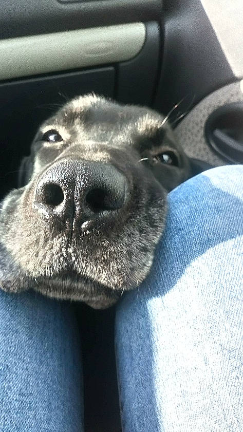 Bandit participe au concours pour gagner de l'argent avec cette photo : canidae, carnivore, companion_dog, dog, dog_breed, great_dane, mammal, nose, puppy, snout, sporting_group, staffordshire_bull_terrier, whiskers