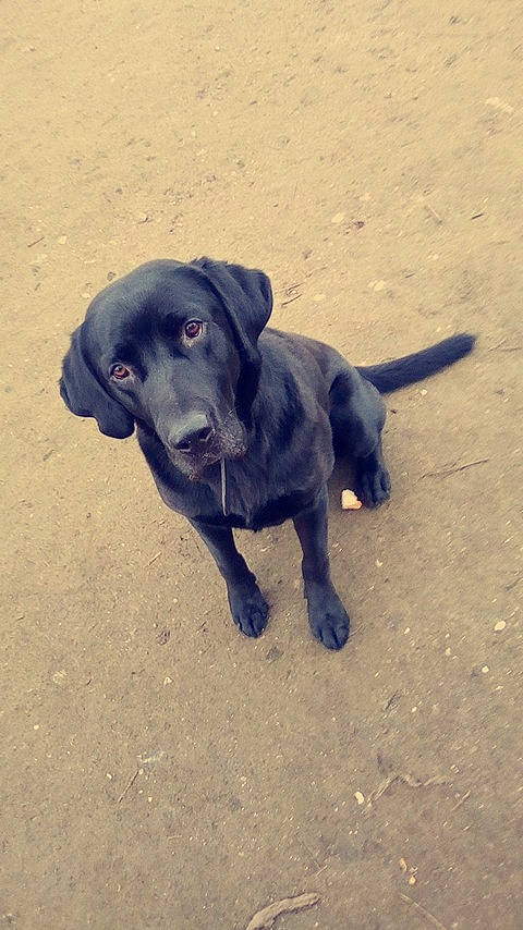 Bandit a rejoint le concours — aidez-le/la à gagner de superbes lots ! beagador, borador, canidae, carnivore, dog, dog_breed, fawn, hunting_dog, labrador_retriever, mammal, patterdale_terrier, puppy, rare_breed_dog, retriever, snout, sporting_group, street_dog, tail, vertebrate