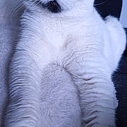 Lola a rejoint le concours — aidez-le/la à gagner de superbes lots ! abyssinian, angora, animal, armchair, blackcat, cat, chair, couch, furniture, kitten, manx, pet, siamese