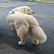 Simba a rejoint le concours — aidez-le/la à gagner de superbes lots ! dog, white_dog, fluffy, street, asphalt, urban, car, road_sign, sidewalk, outdoor, pet, canine, looking_back, tail, walking, daylight, animal, fur, pavement, quiet