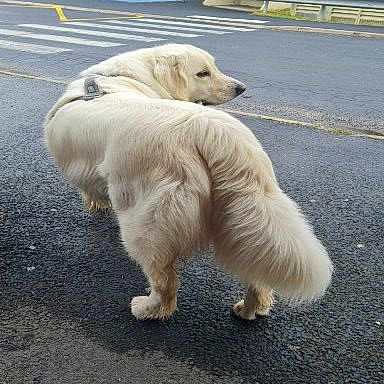 Simba a rejoint le concours — aidez-le/la à gagner de superbes lots ! dog, white_dog, fluffy, street, asphalt, urban, car, road_sign, sidewalk, outdoor, pet, canine, looking_back, tail, walking, daylight, animal, fur, pavement, quiet