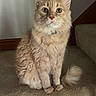 Marshmallow joined the competition — help win amazing prizes! cat, orange_cat, fluffy, pet, indoor, carpet, stairs, animal, feline, sitting, looking_at_camera, cute, domestic_cat, portrait, whiskers, ears, tail, fur, calm, curious