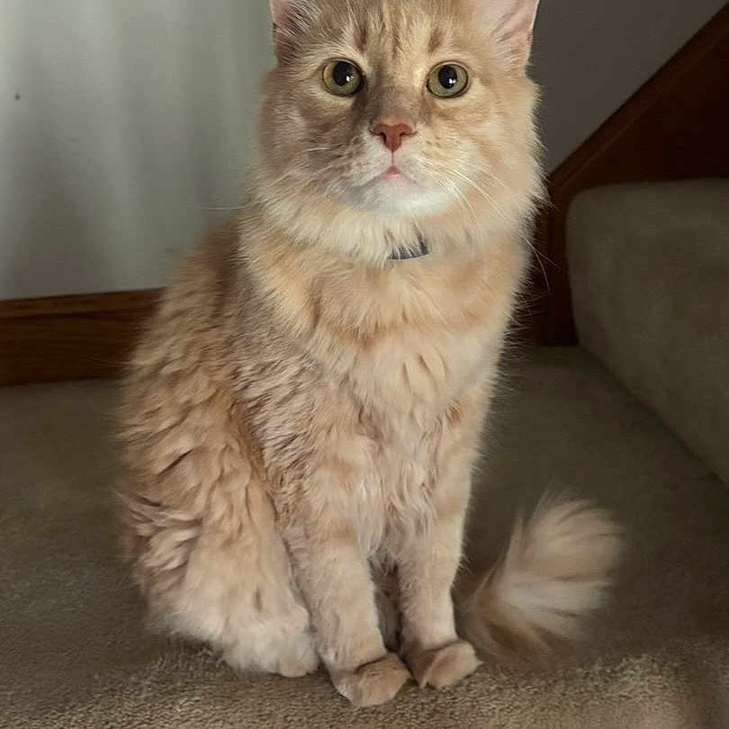 Marshmallow joined the competition — help win amazing prizes! cat, orange_cat, fluffy, pet, indoor, carpet, stairs, animal, feline, sitting, looking_at_camera, cute, domestic_cat, portrait, whiskers, ears, tail, fur, calm, curious
