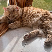 Marshmallow joined the competition — help win amazing prizes! cat, orange_cat, sleeping, fluffy, indoor, window, sunlight, tile_floor, wooden_frame, pet, relaxed, cozy, nap, fur, animal, domestic_cat, resting, quiet, daylight, home