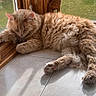 cat, orange_cat, sleeping, fluffy, indoor, window, sunlight, tile_floor, wooden_frame, pet, relaxed, cozy, nap, fur, animal, domestic_cat, resting, quiet, daylight, home