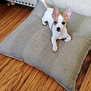 Taz joined the competition — help win amazing prizes! puppy, dog, pet, indoor, cushion, wooden_floor, couch, small_dog, white_and_tan, alert, ears, cute, young_dog, flooring, resting, domestic_animal, animal_bed, living_room, companion, fur