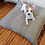 puppy, dog, pet, indoor, cushion, wooden_floor, couch, small_dog, white_and_tan, alert, ears, cute, young_dog, flooring, resting, domestic_animal, animal_bed, living_room, companion, fur