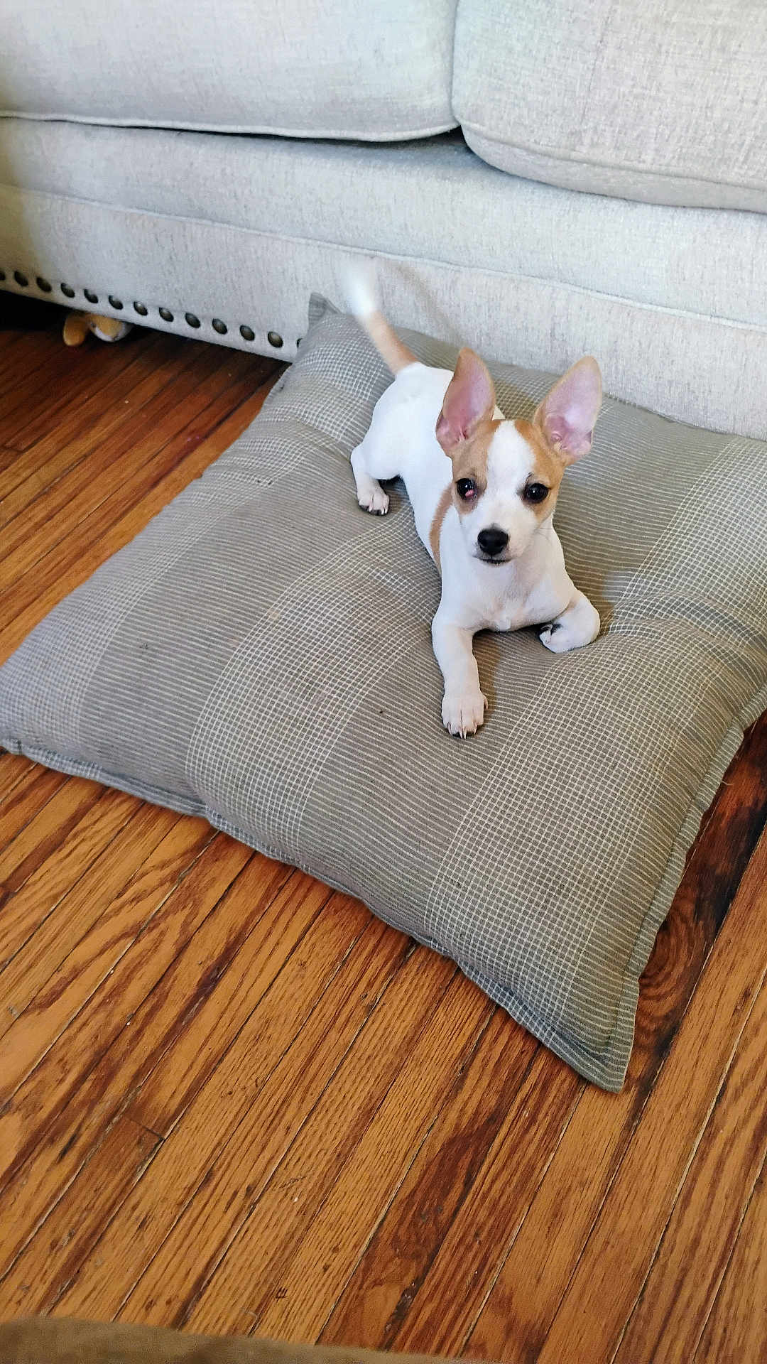Taz
